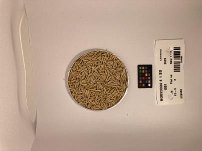 Click for 1 image(s) for this accession. SEED